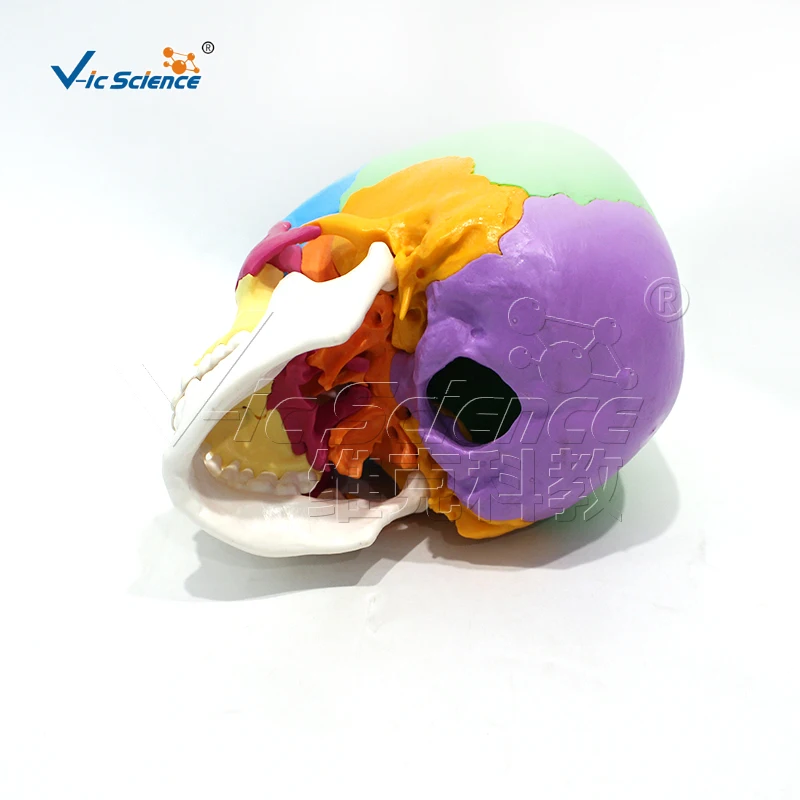 22 peças coloridas crânio anatômico do modelo
